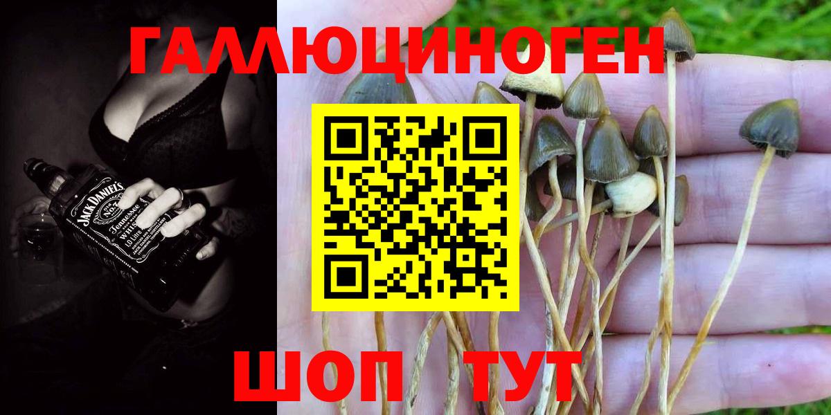 Псилоцибиновые грибы Cubensis  магазин    Псилоцибиновые грибы Psilocybe  Шумерля  Вход с VPN 